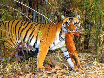 Фотография тигра во время охоты