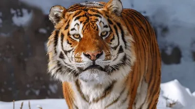 Картинка тигра, находящегося на охоте в заповеднике