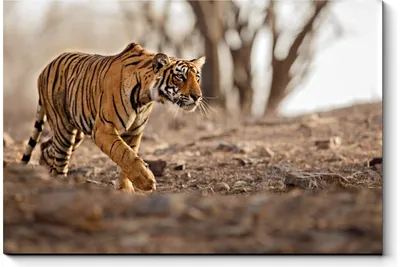Фотография тигра на охоте с использованием своих острых когтей