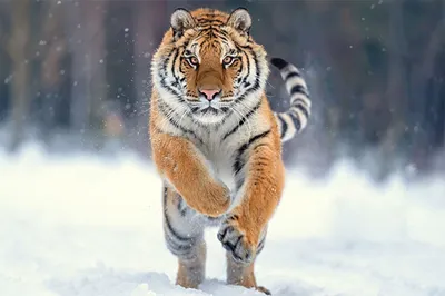 Изображение тигра, охотящегося на редкую добычу в джунглях