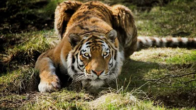 Изображение тигра на фоне джунглей
