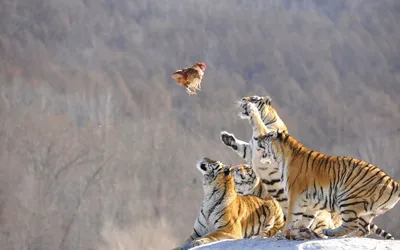 Фотография тигра, готовящегося к прыжку на добычу