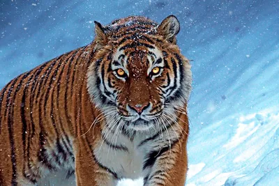 Тигра зимой  фото