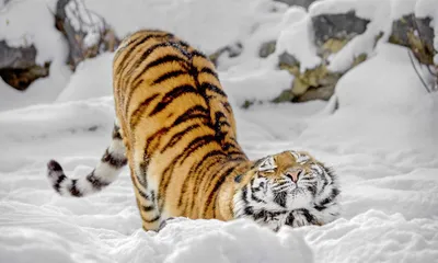 Фотография тигра во время холодных зимних дней