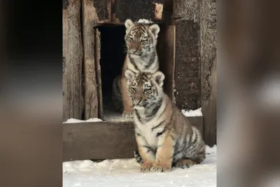 Подлинные шедевры: фотографии тигров, оставляющие впечатление