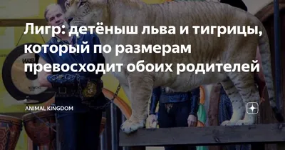 Фотка тигриных львов, передает их самобытность и энергию, в формате webp