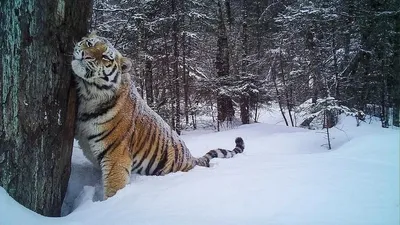 Очарование дикой природы: фотографии тигров