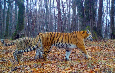 Фотографии величественных тигров на свободе