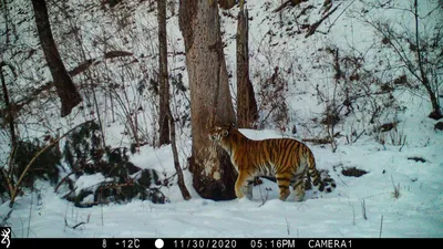 Магия природы: фотографии тигров в великолепной детализации