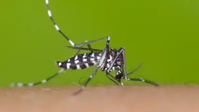 Тигровый комар  фото