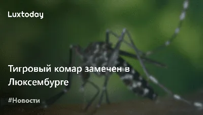 HD фото тигрового комара: лучшие снимки для загрузки