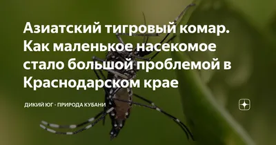 Удивительные моменты с тигровым комаром на фото