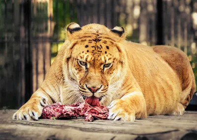 Тигры львы фотографии