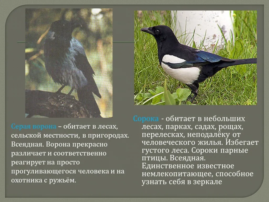 Сорока описание. Птицы обитающие в нашей местности. Обитание сороки. Сорока обитает в лесу?. Где обитает сорока.