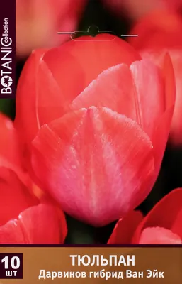 Тюльпан ван эйк - новое изображение для скачивания