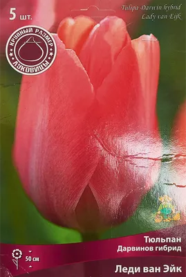 Уникальное фото тюльпана ван эйк в ванной комнате