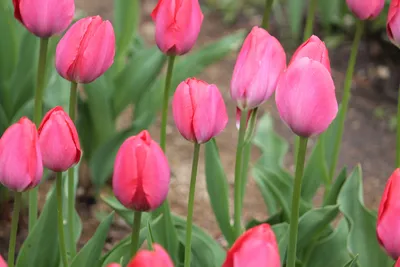 Тюльпан ван эйк: красота природы в домашней обстановке