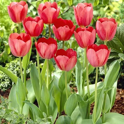 Тюльпан ван эйк: цветочный шедевр в домашней обстановке