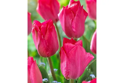 Тюльпан ван эйк: красота природы в домашней атмосфере