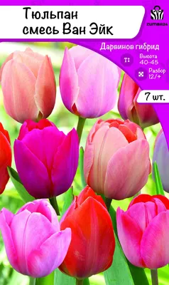 Тюльпан ван эйк: цветочный шедевр в домашней атмосфере
