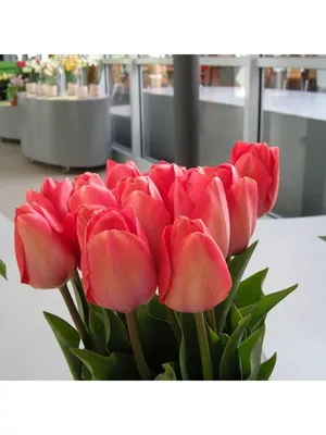 Арт-фото тюльпана ван Эйк