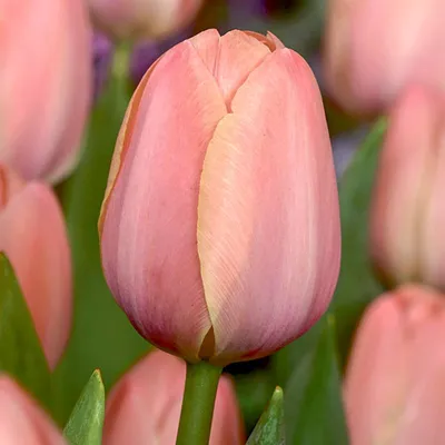 Фото тюльпана ван Эйк с эффектом размытия