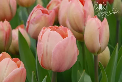 Фото тюльпана ван Эйк с яркими цветами