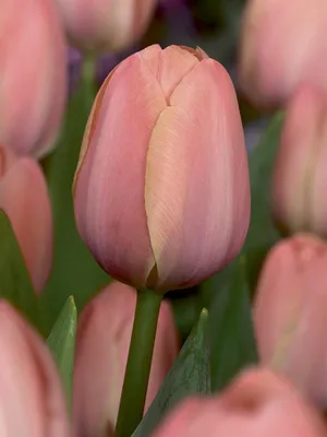 Фото тюльпана ван Эйк с красивым освещением