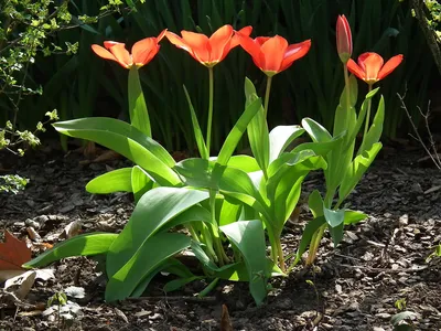 Прекрасные тюльпаны на фото