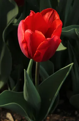 Красивые тюльпаны на картинках
