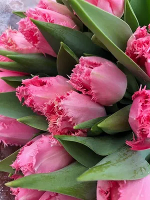 Красивые фотографии тюльпанов для декора