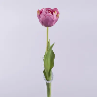 Свежие тюльпаны на фото