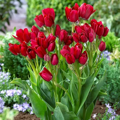 Красочные изображения тюльпанов для дизайна