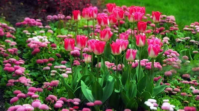 Изображения тюльпанов на белом фоне
