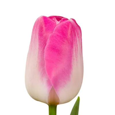Яркие тюльпаны на качественных фотографиях