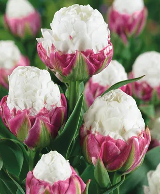 Изумительные тюльпаны: бесплатные изображения в формате JPG, PNG, WebP