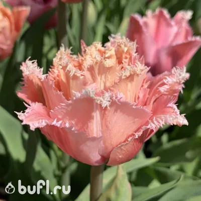 Красивые фото тюльпанов: выберите формат и скачайте изображение