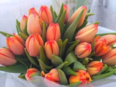 Удивительные фото тюльпанов для вашей коллекции - JPG, PNG, WebP