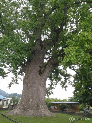 Фотк тюльпанового дерева в Сочи