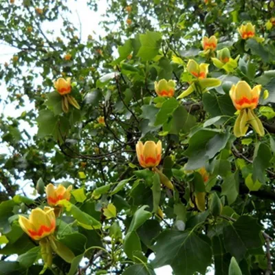 Тюльпановое дерево  фото