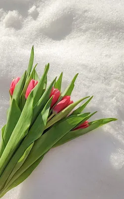 Тюльпаны на снегу  фото