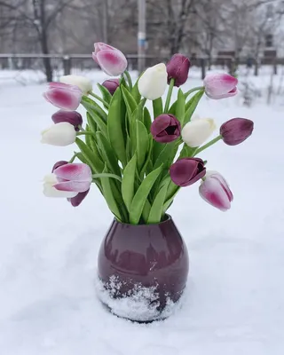 Тюльпаны на снегу: Зимний балет природы