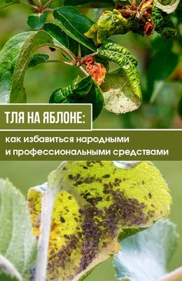 Фотографии тли на деревьях: качественные арт-изображения