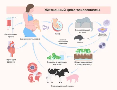 Токсоплазмоз у человека фотографии