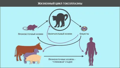 Фото токсоплазмоза у человека: Размеры изображений для скачивания