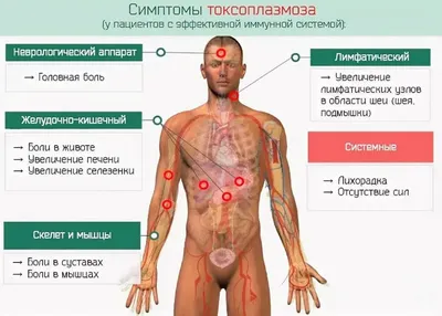 Изображения токсоплазмоза у человека: Различные варианты скачивания