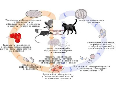 Токсоплазмоз у человека: Фотографии в разных форматах для загрузки