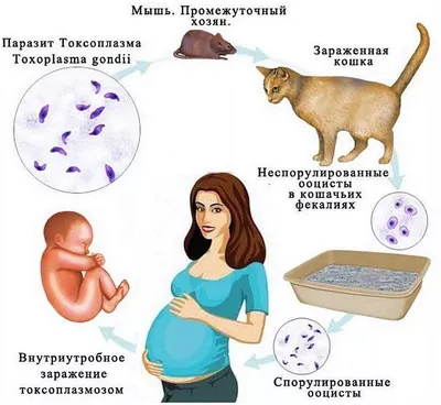 Токсоплазмоз у человека: Фотографии разных размеров для скачивания