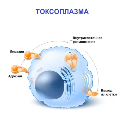 Фото человеческого токсоплазмоза: Различные форматы и размеры изображений