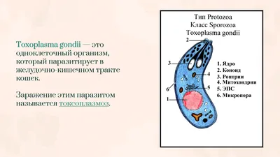 Токсоплазмоз человека: Фотографии с возможностью выбора формата и размера